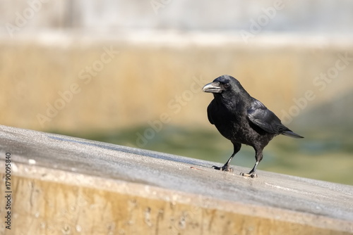 Rabenkrähe