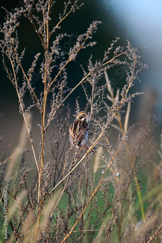 common reed bunting in the weeds