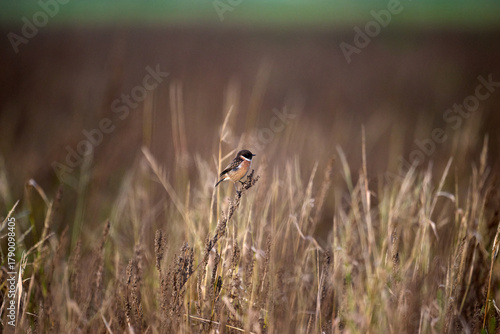 stonechat on a branch