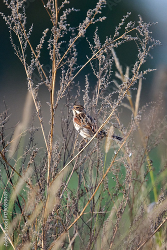 Common reed bunting in a weed