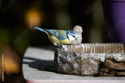 blue tit on the edge of a bath