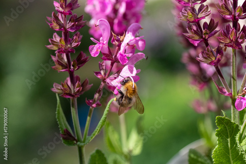 Hummel auf Ehrenpreis