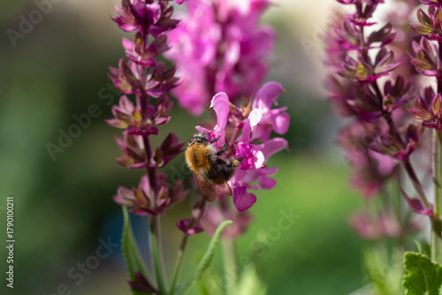 Hummel auf Ehrenpreis