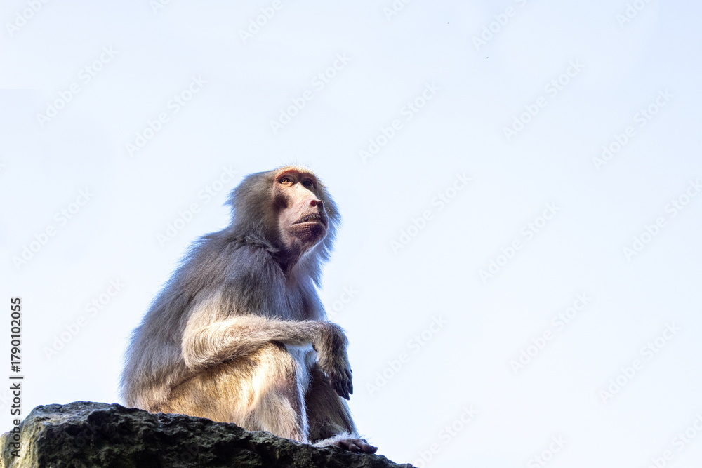 Naklejka premium Pavian