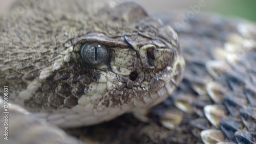 Close-up view of a rattlesnake in its natural habitat