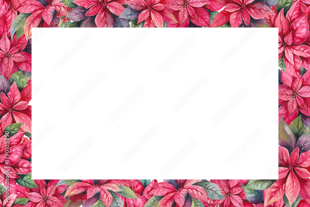 Obraz premium Poinsettia Christmas winter flower and holly berries on branches hand drawn watercolor illustration isolated on white. Bright red rectangular frame for New Year, holiday, festive designs, greetings