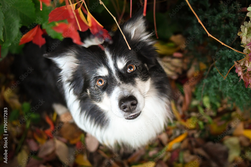 Obraz premium Beautiful Border Collie dog posing among colorful autumn leaves. Intelligent herding dog with bright eyes surrounded by red and orange foliage, looking up at the camera. 