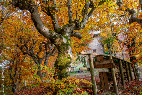 Trees with the colors of autumn