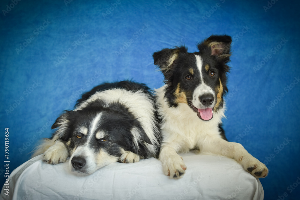 Fototapeta premium Cute Border Collie puppy lying on fluffy rug in studio. Adorable Border Collie puppy lying on a white fluffy rug against a blue studio background. The young dog looks directly at the camera.