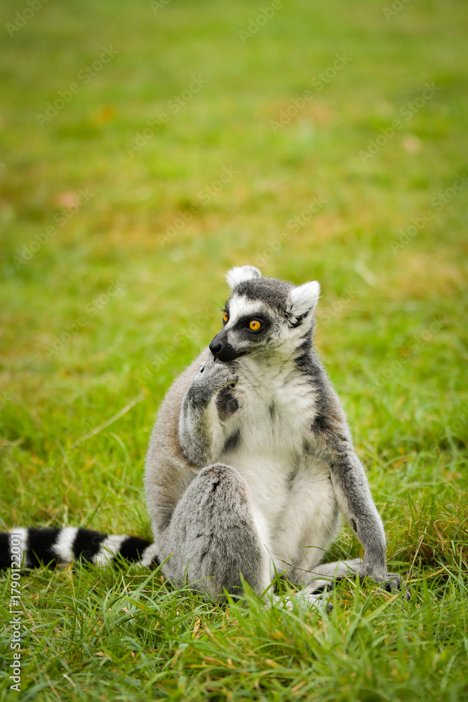 Obraz premium A ring-tailed lemur sitting and calmly observing its surroundings. The lemur’s expressive yellow eyes, soft grey fur, and iconic striped tail are clearly visible, capturing its curious and relaxed beh