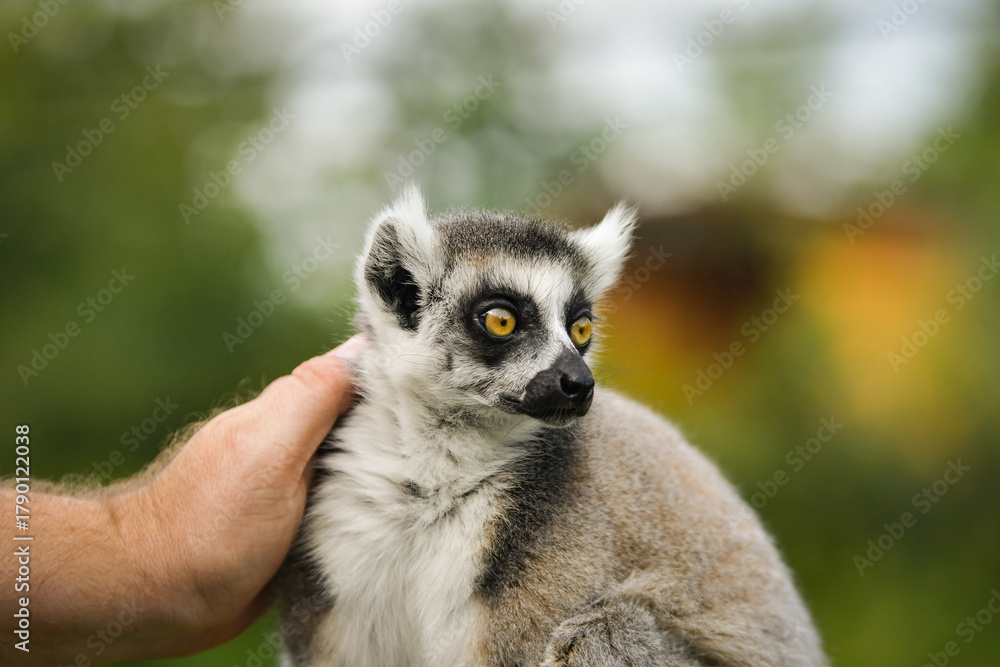 Obraz premium A ring-tailed lemur sitting and calmly observing its surroundings. The lemur’s expressive yellow eyes, soft grey fur, and iconic striped tail are clearly visible, capturing its curious and relaxed beh