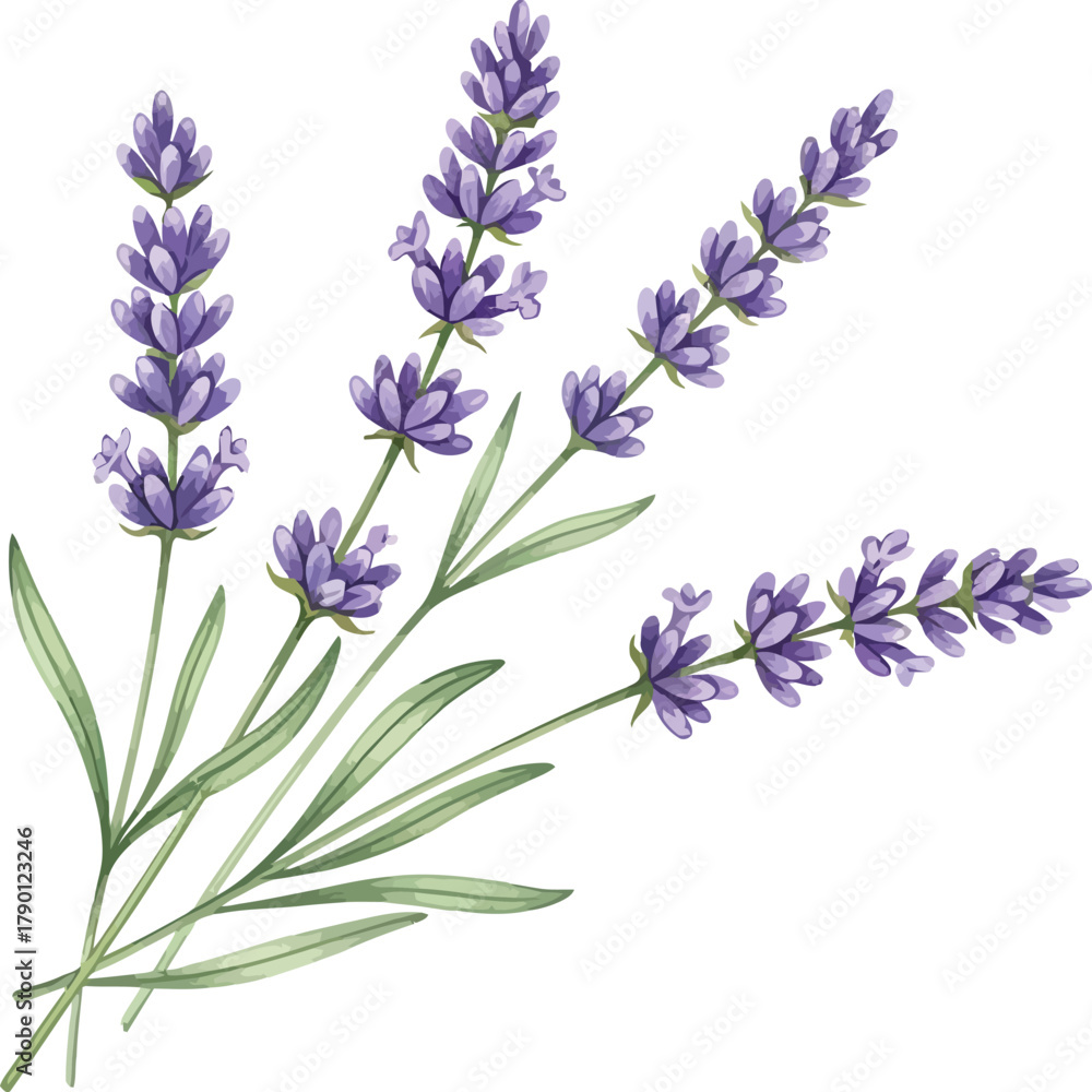 Fototapeta premium lavender, watercolor, painting, bouquet, purple, flowers, green, leaves, white, background, floral, botanical, illustration, art, drawing, nature, plant, herb, aromatic, fragrant, spring, summer, deco