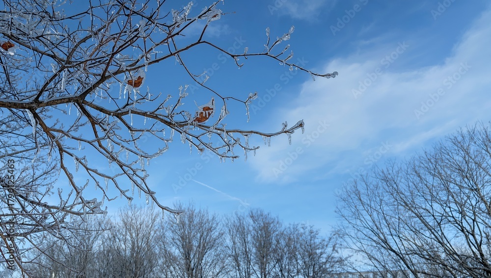 Obraz premium Winter branches - embrace the season's chill