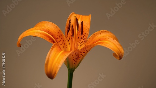 Lilium bulbiferum with vibrant orange blooms, beneficial garden plant for attracting pollinators