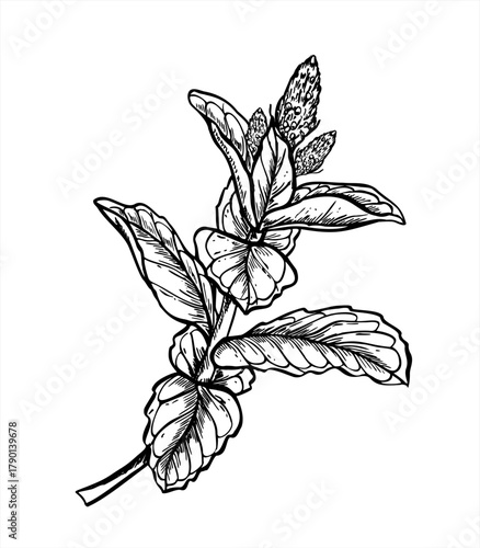 Flowering mint branch with leaves monochrome vector illustration painted by black inks. Aromatic melissa branch in blossom simple line art. Seasoning herb for organic cosmetic design, beverage design