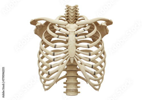 Isolated upper human body skeleton, including ribs, sternum, clavicle and spinal column