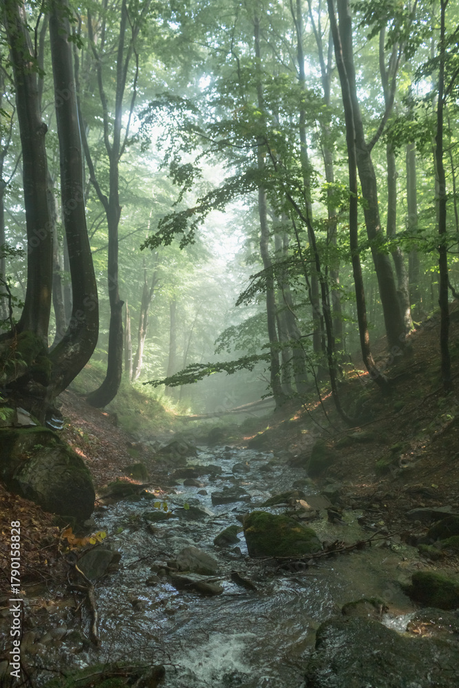 Obraz premium Beech Forest with Mountain Stream in Morning Fog