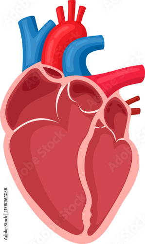 Human heart anatomy diagram illustrating medical healthcare education