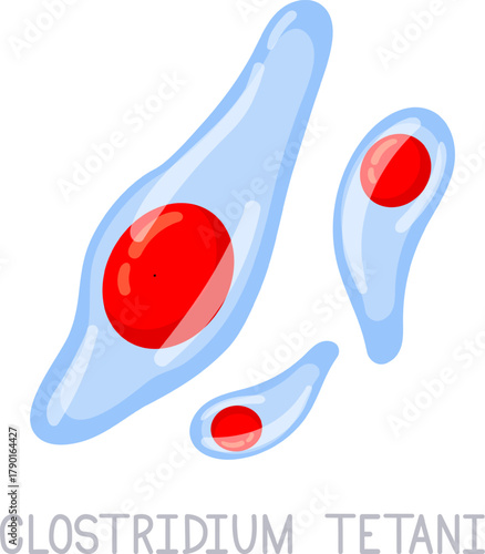 Clostridium tetani bacteria causing tetanus infection illustrating microbiology