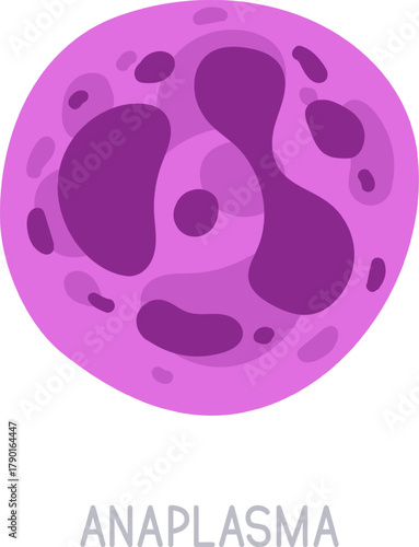 Anaplasma bacteria infecting a host cell microbiology concept