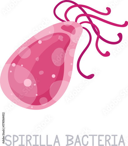 Spirilla bacteria microorganism cells creating an infectious disease