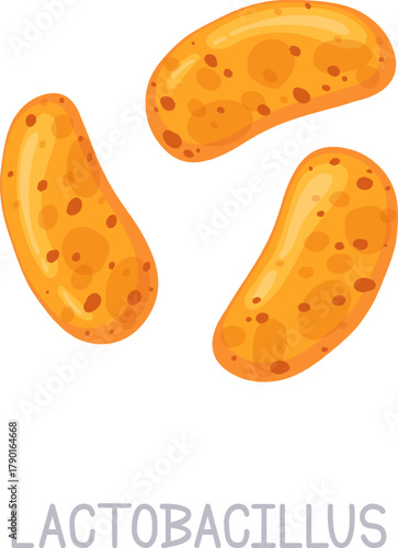 Lactobacillus bacteria cells representing healthy gut flora