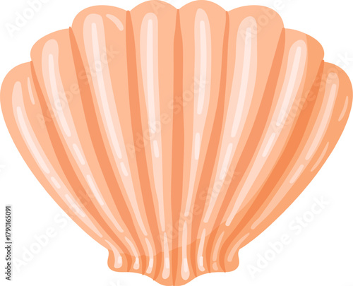 Scallop shell illustration representing beach and marine life