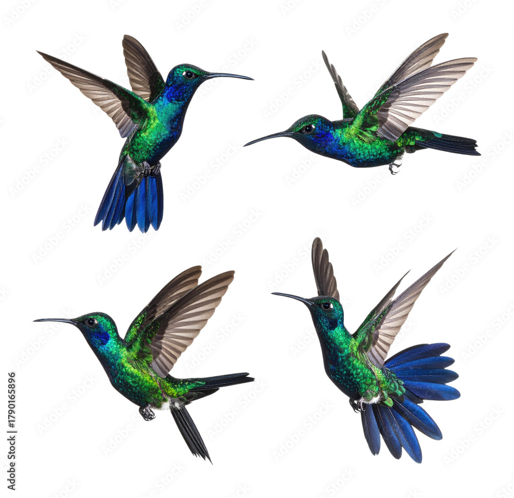 Fototapeta premium Colorful Hummingbird Captured Mid-Flight Against Stark White Background, Isolated on Transparent Background