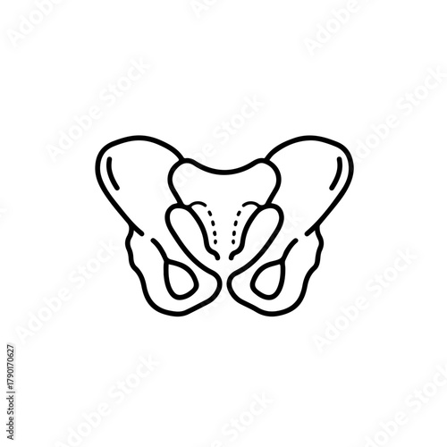 Pelvic cavity and reproductive bone structure vector anatomy drawing for gynecology and medical educational reference