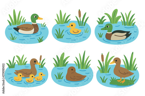 Mallard Ducks and Ducklings Swimming in Pond Water with Reeds