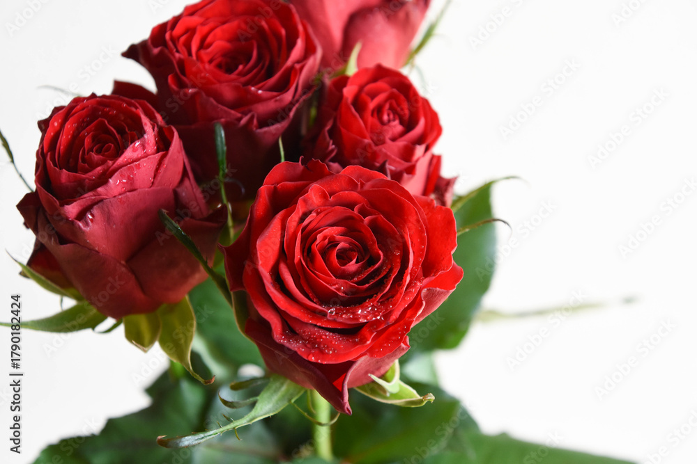 Obraz premium 赤いばら