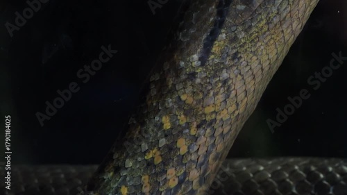 Green anaconda head partially submerged in water