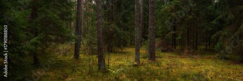 Deep coniferous forest. Widescreen panoramic photo of a natural autumn dense spruce-pine mossy fairytale woodland landscape. Picturesque side view in 15:5 format