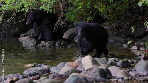 Two black bears on rocks at riverbank