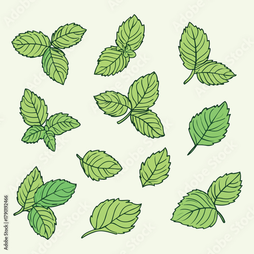 Fresh Green Mint Leaves Collection