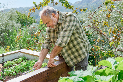 Bearded gardener man working in vegetable garden, planting lettuce