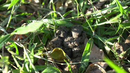 pile of horse shit with many flies in the field on a sunny day