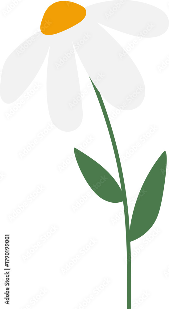 Obraz premium White Daisy Flower vector illustration