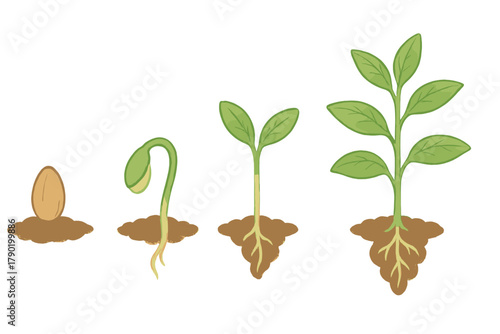 Seed germination and plant growth stages diagram sequence
