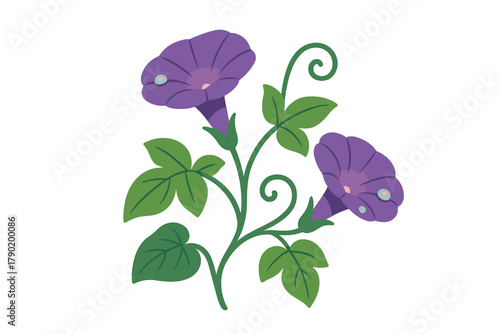 Vibrant purple morning glory blossoms with green leaves and morning dew