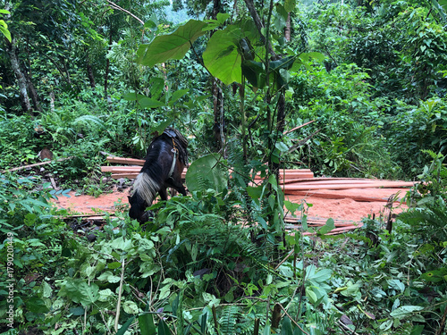 Fotografija black workhorse grazes in a forest where loggers load heavy coconut lumber in a farm field