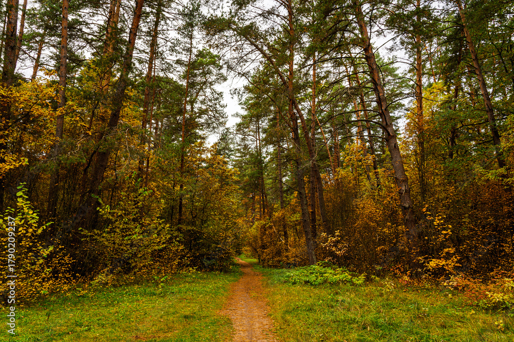 Fototapeta premium Forest path in autumn park with tall pine trees and golden foliage. Nature trail in seasonal woodland for outdoor activity. Scenic landscape.