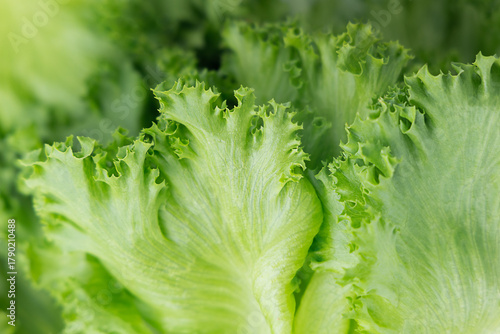 Фотография lettuce leaves in extreme close-up