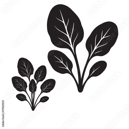 Spinach Leaf Silhouette Vector Illustration Isolated on White Background