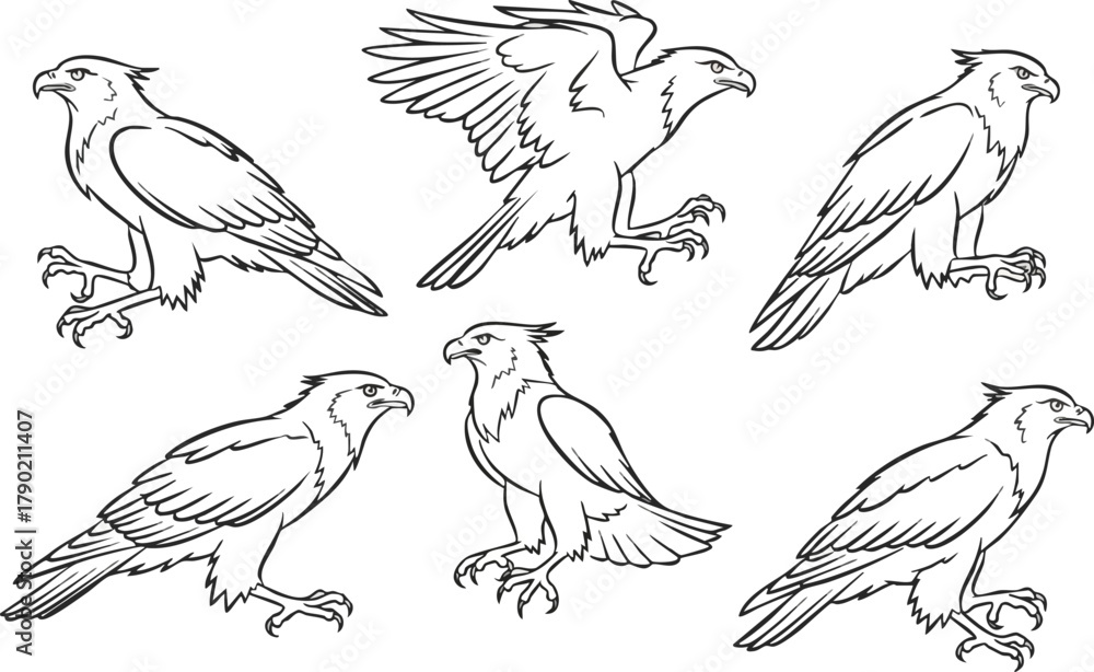 Fototapeta premium Dynamic Eagle Outline Set Majestic Birds in Various Poses