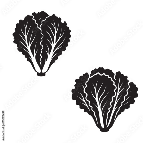 Lettuce Silhouette Vector Illustration Isolated on White Background