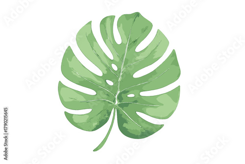 Detailed watercolor tropical Monstera deliciosa leaf isolated on clean white background
