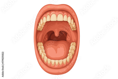 Detailed anatomical view of the open human mouth showing the oral cavity, teeth, tongue, and throat structures