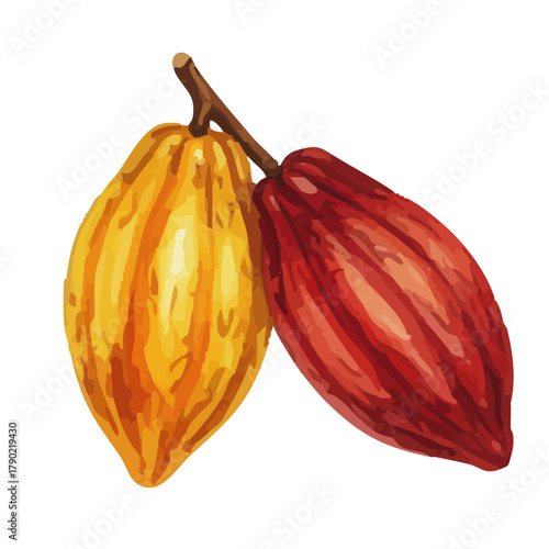 Watercolor-style cocoa bean illustration