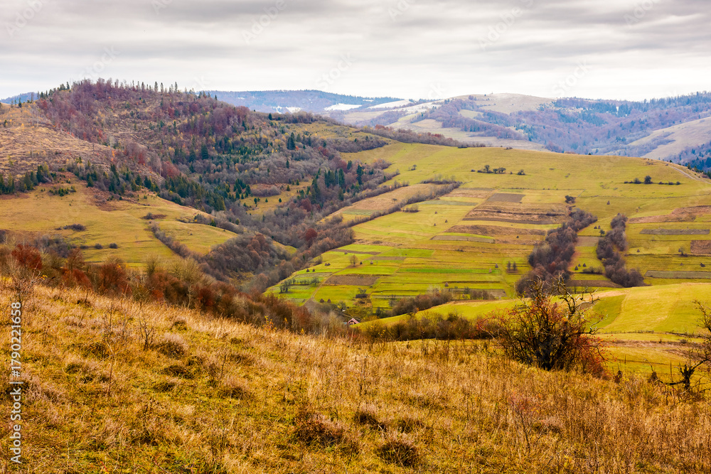 Fototapeta premium countryside mountain landscape in autumn. carpathian alps of ukraine. beautiful place of transcarpathia. scenery with forest on rolling hills. beauty in nature and rural europe sustainability concept